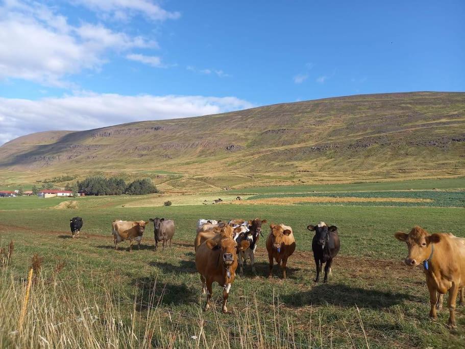 Þorsmoerk Farm 12 Min From Akureyri Svalbarthseyri Exterior foto